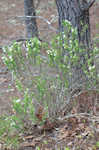 Apalachicola false rosemary